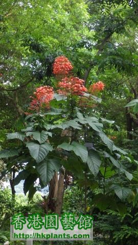 圓錐大青(癲婆花) 06.JPG