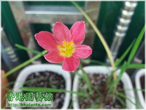 Zephyranthes katherinae 'Jacala Red'-2016-015.jpg