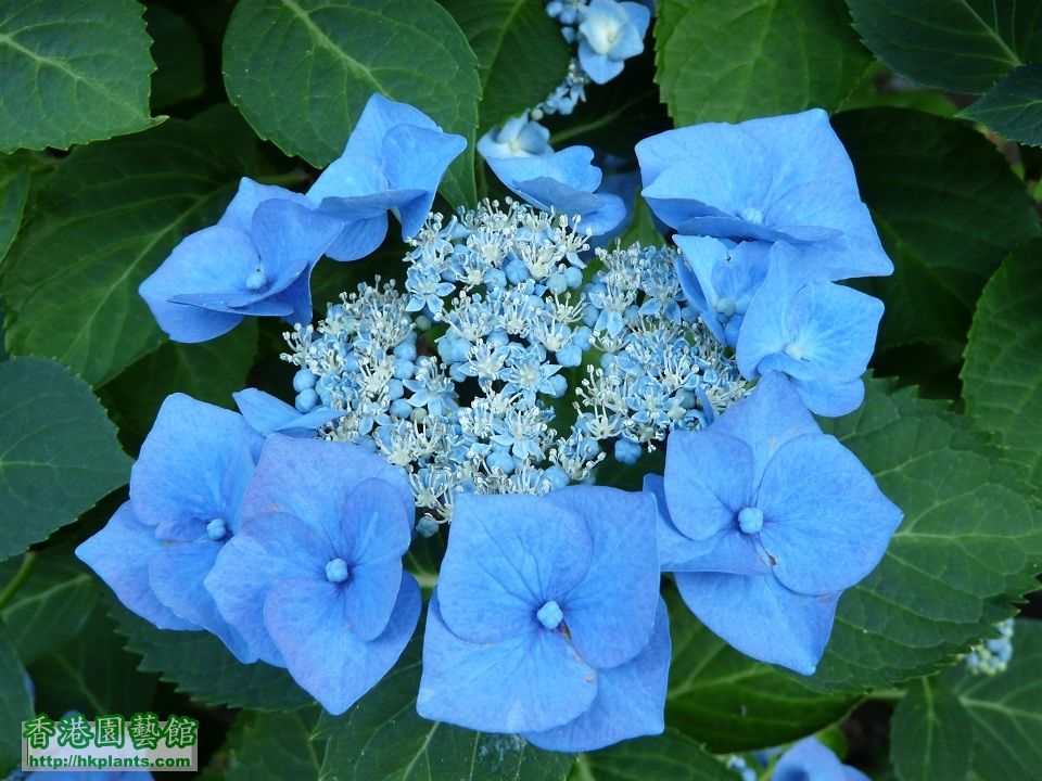 Hydrangea-Lacecap.jpg