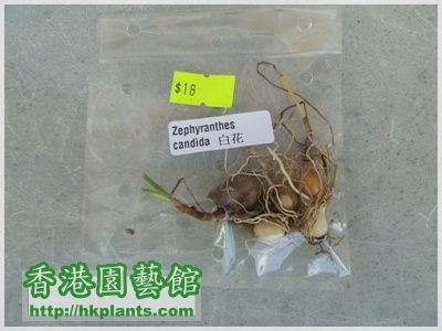 風雨蘭-白色-001-Zephyranthes Candida.JPG