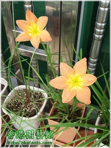 Zephyranthes Java-2016-016.jpg