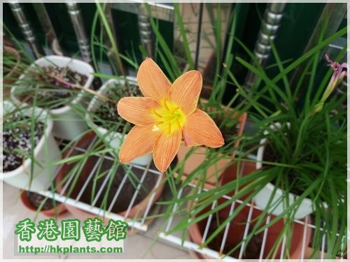 Zephyranthes Java-2016-017.jpg