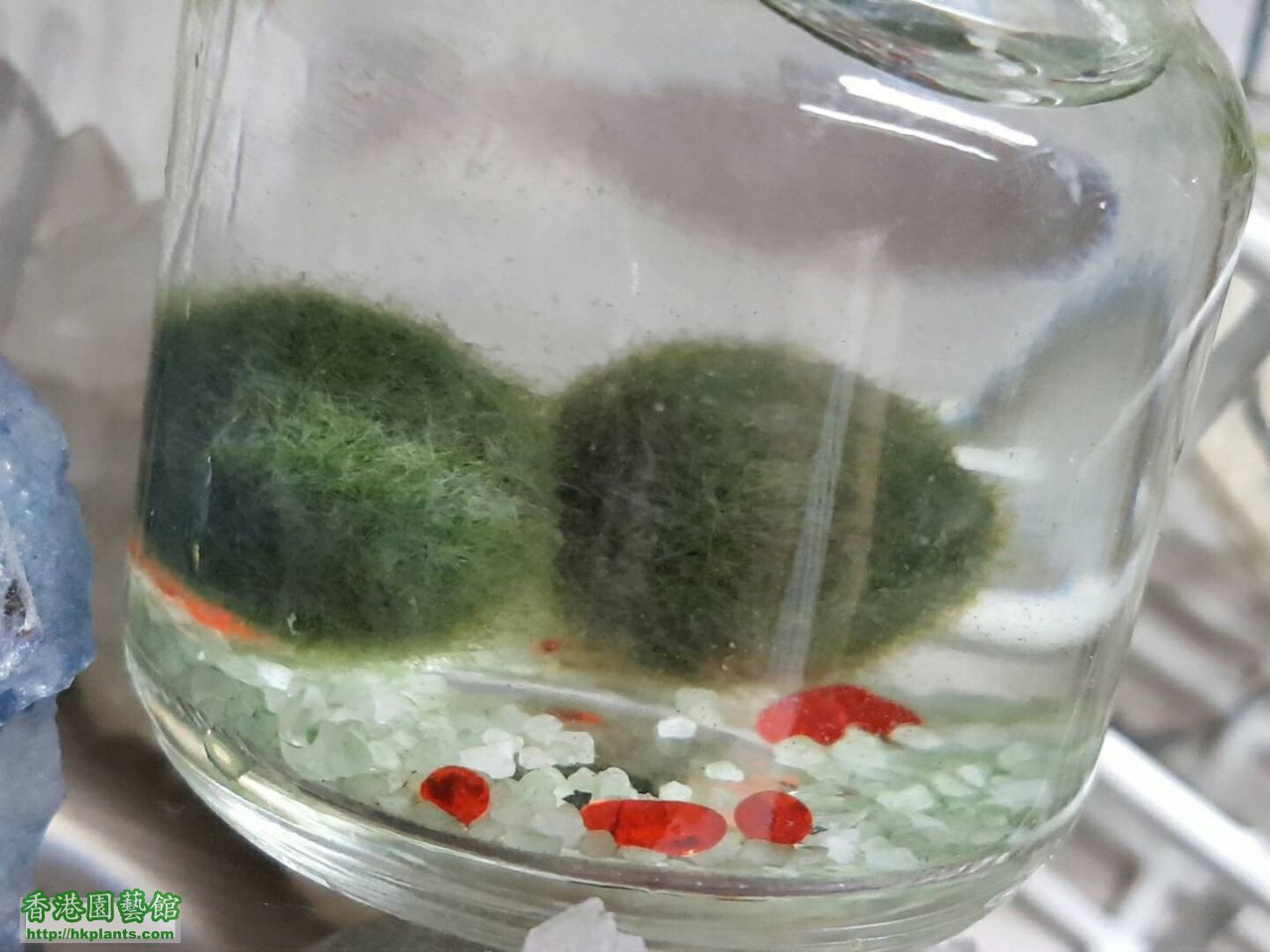 marimo 20160821