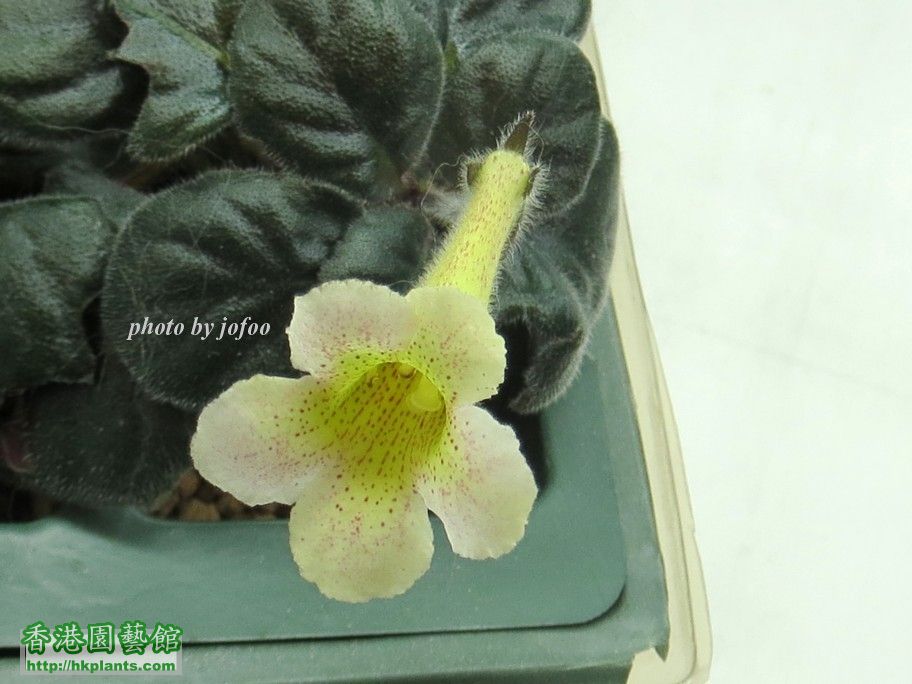 S. Jo's Hybrid Y#0034-6 -b 29 Aug 2016.jpg