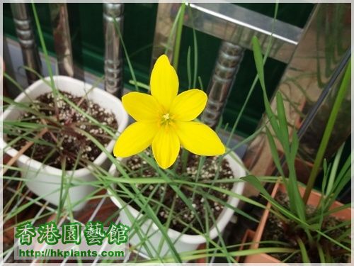 Zephyranthes Citrina-2016-009.jpg