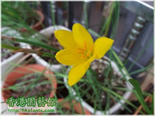 Zephyranthes Citrina-2016-011.jpg