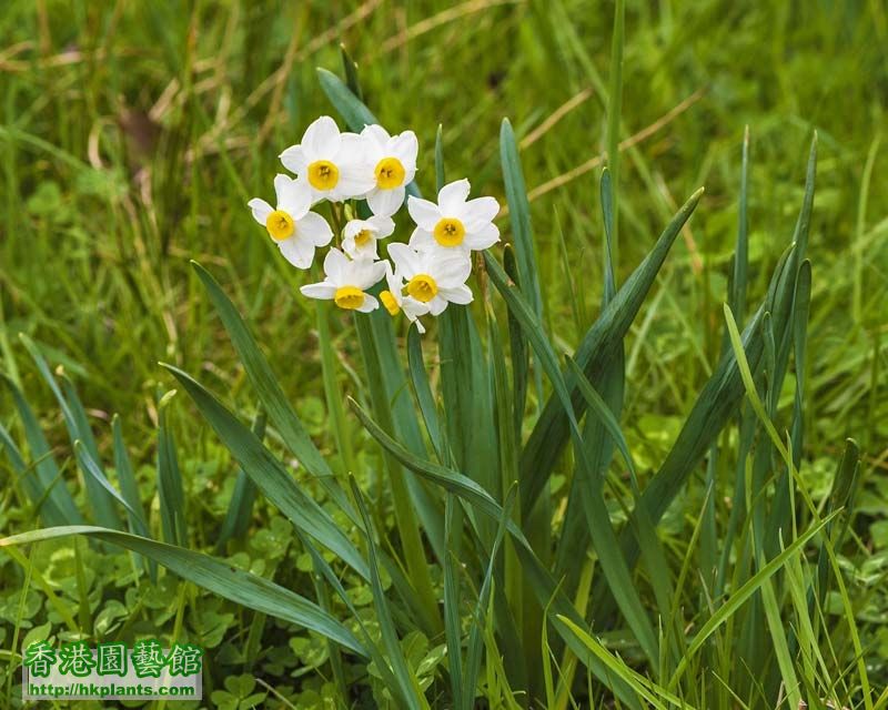 Narcissus-tazetta-2.jpg