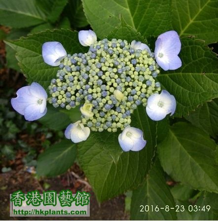 flower 8.jpg