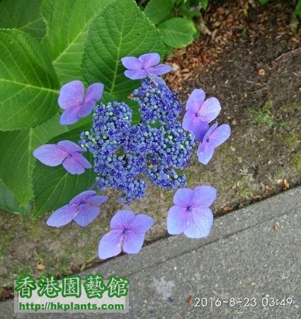 flower 9.jpg