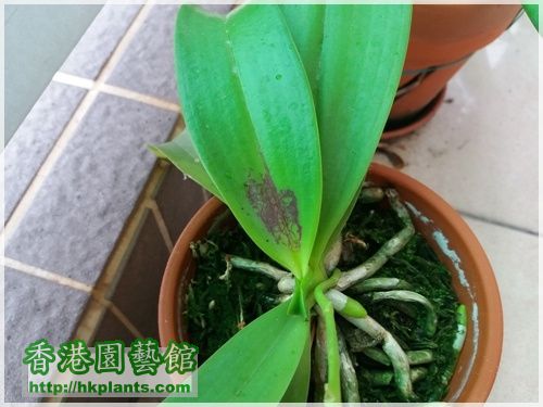 Phalaenopsis cornu-cervi var forma chattaladae 4n-2016-008.jpg