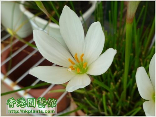 Zephyranthes Candida-2016-008.JPG