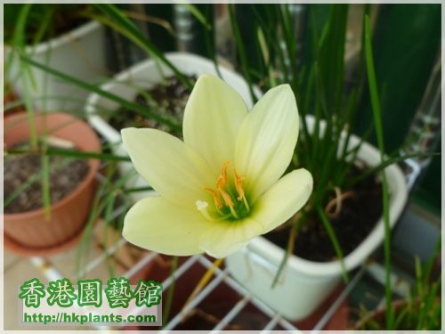 Zephyranthes 'Ajax'-2016-011.JPG