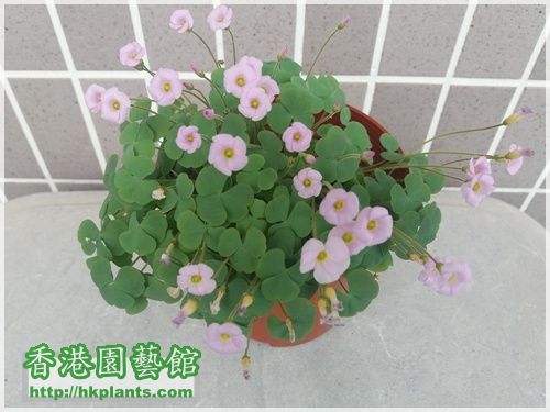 Oxalis First Love-2016-008.jpg