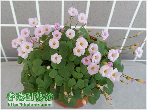 Oxalis First Love-2016-009.jpg