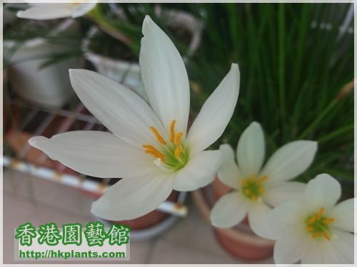 Zephyranthes Candida-2016-012.jpg