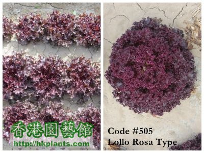 Lollo Rossa 505_编辑.jpg