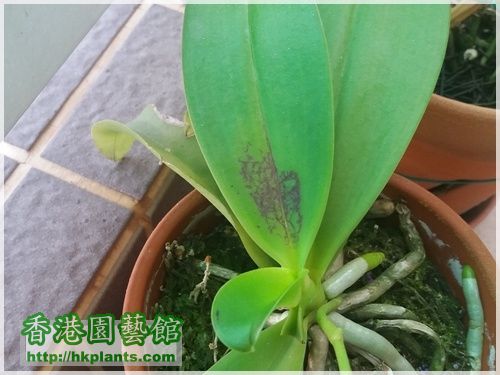 Phalaenopsis cornu-cervi var forma chattaladae 4n-2016-009.jpg