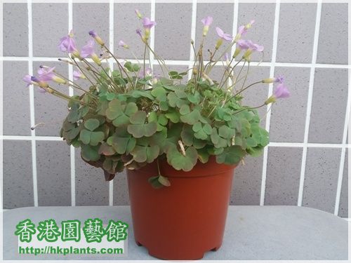 Oxalis First Love-2016-011.jpg