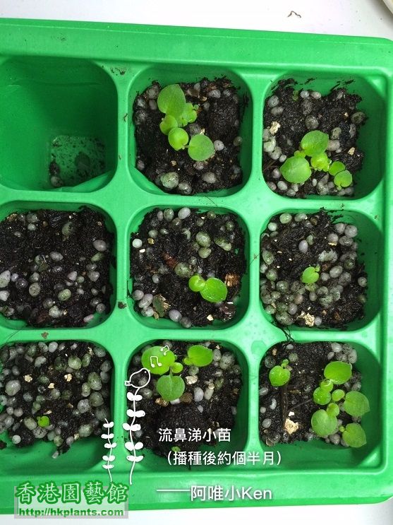 流鼻涕(Primulina Tamiana)小苗1