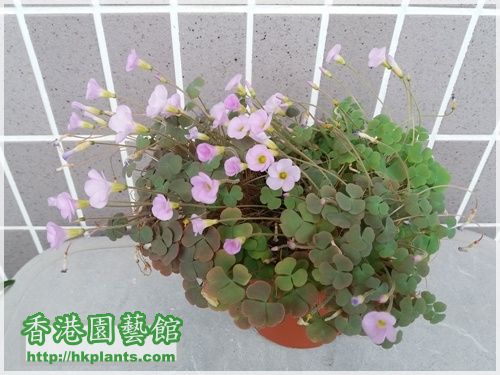 Oxalis First Love-2016-013.jpg