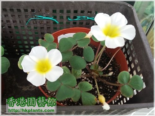 Oxalis Purpurea Alba-2016-006.jpg