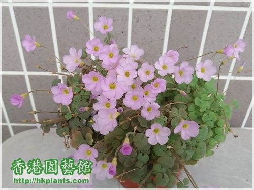 Oxalis First Love-2016-014.jpg