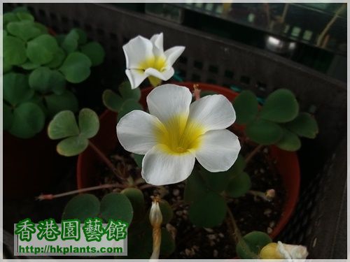 Oxalis Purpurea Alba-2016-007.jpg