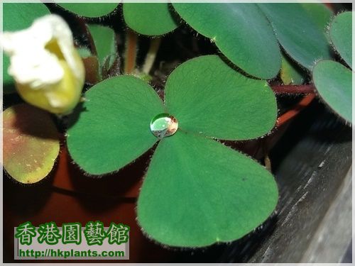 Oxalis Purpurea Alba-2016-008.jpg