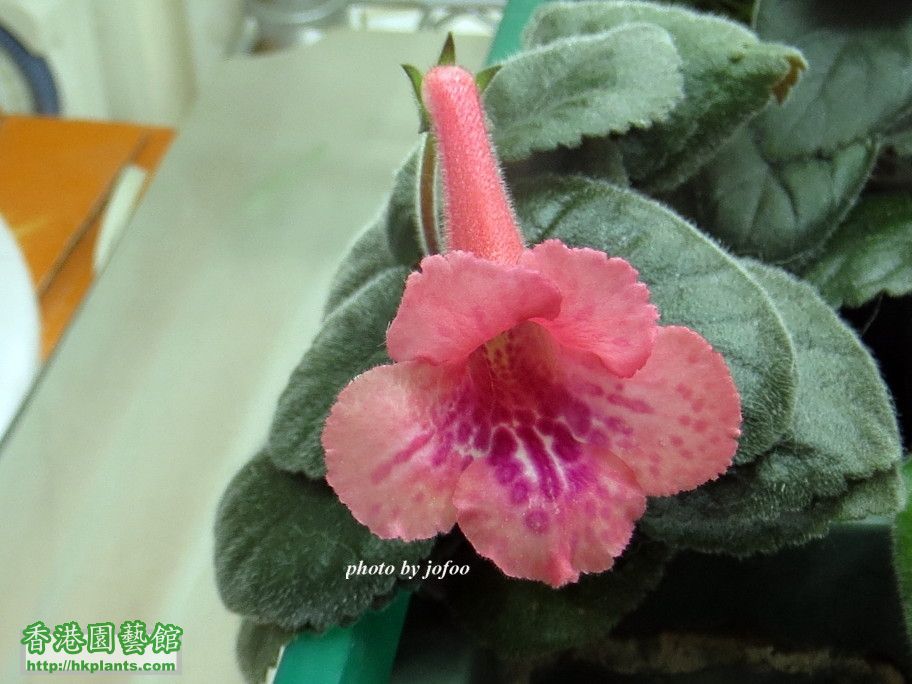 S. Jo's Hybrid O#0050-2 -c 14 Dec 2016.jpg