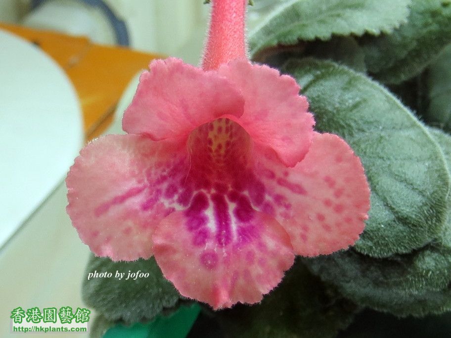 S. Jo's Hybrid O#0050-2 -a 14 Dec 2016.jpg