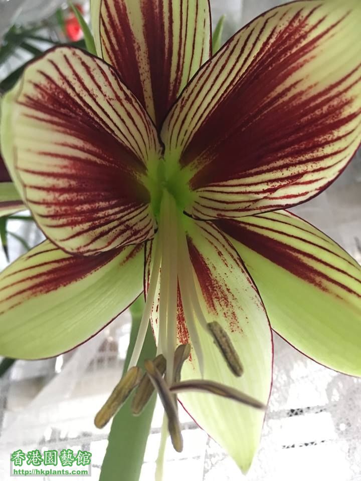 amaryllis_papilion03.jpg