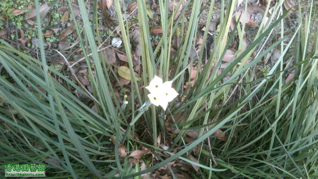 澳洲鳶尾花