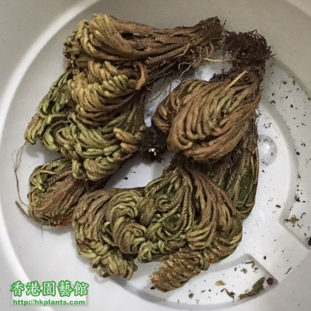 agarwood_IMG_7991.JPG