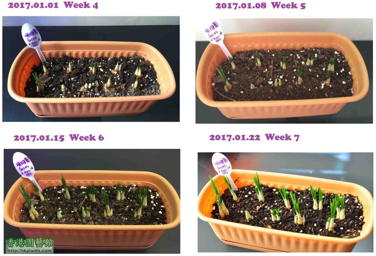 盆1 week 4-7