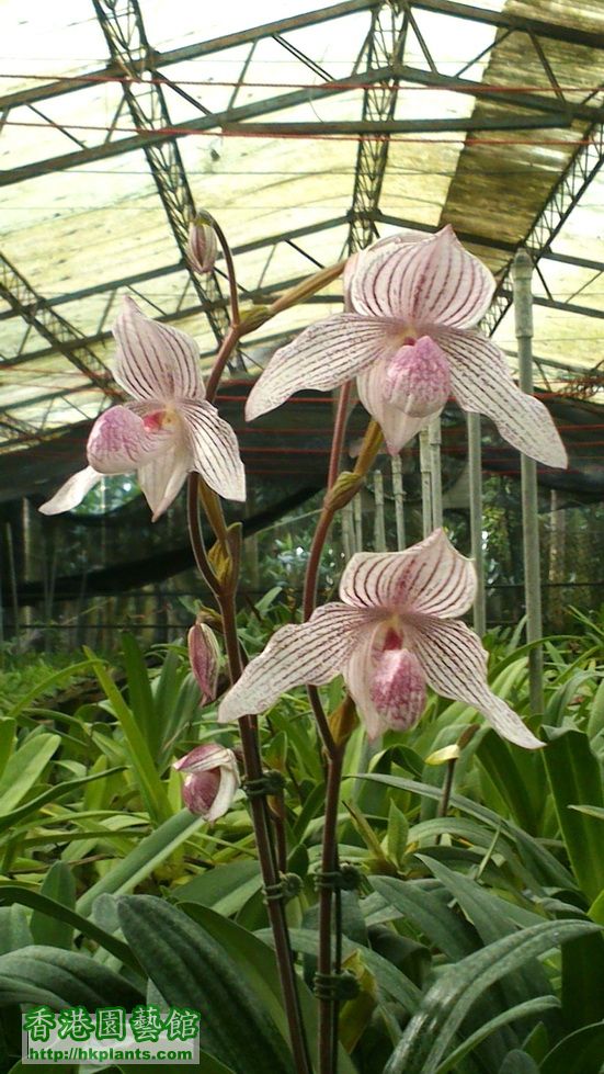 Paph. Woluwense - sample 2.jpg