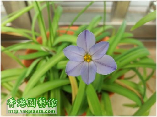 Ipheion Rolf Fiedle-2016-005.jpg