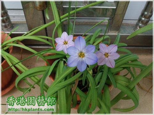 Ipheion Rolf Fiedle-2016-006.jpg