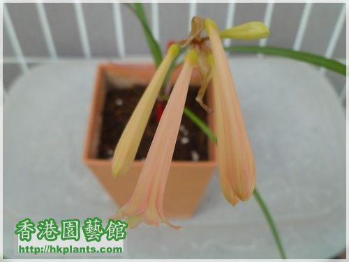 垂筒花-淡黃-2017-004.JPG