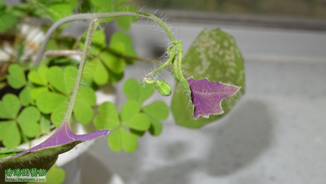 有一棵大野草有花冧