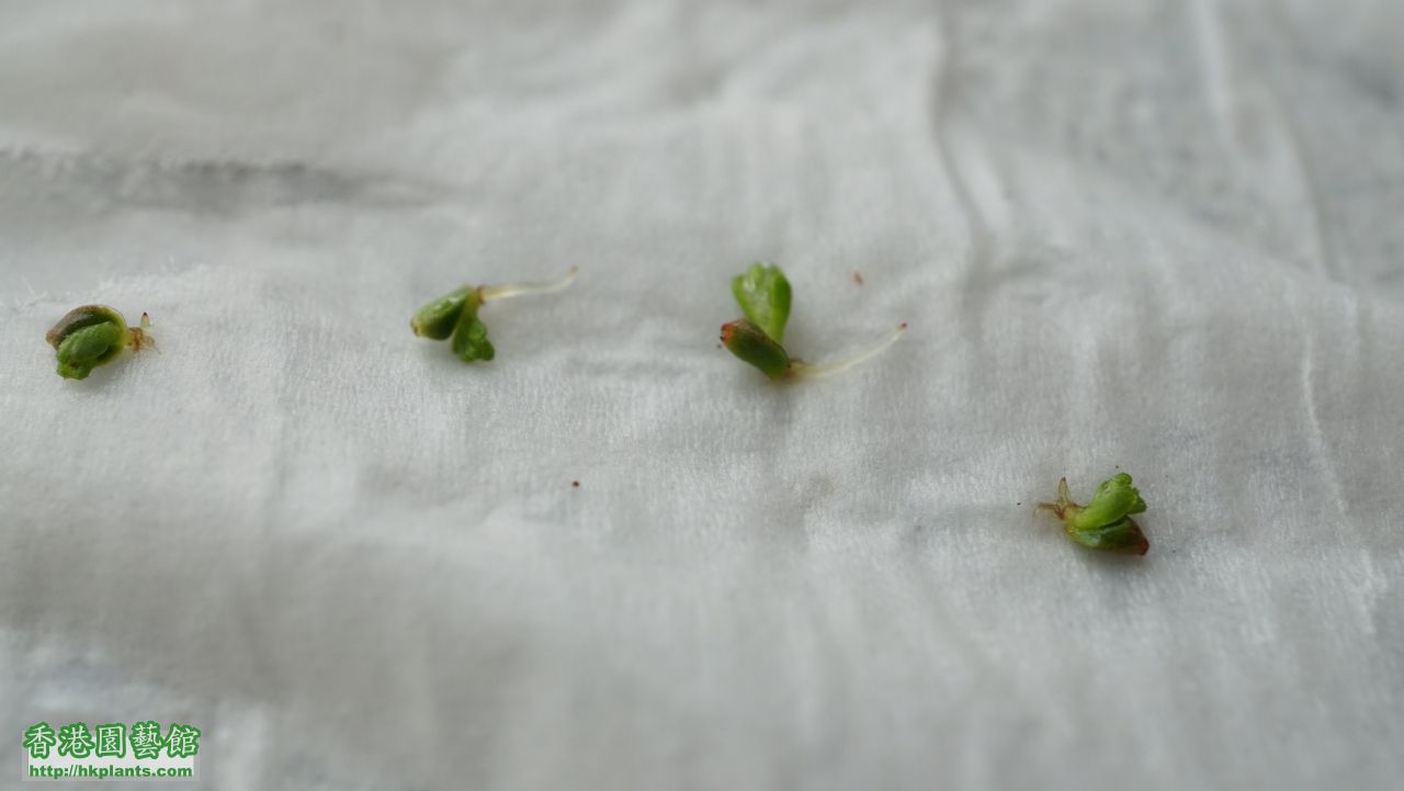 孢芽較普通迷毛大粒, 已出根出葉的