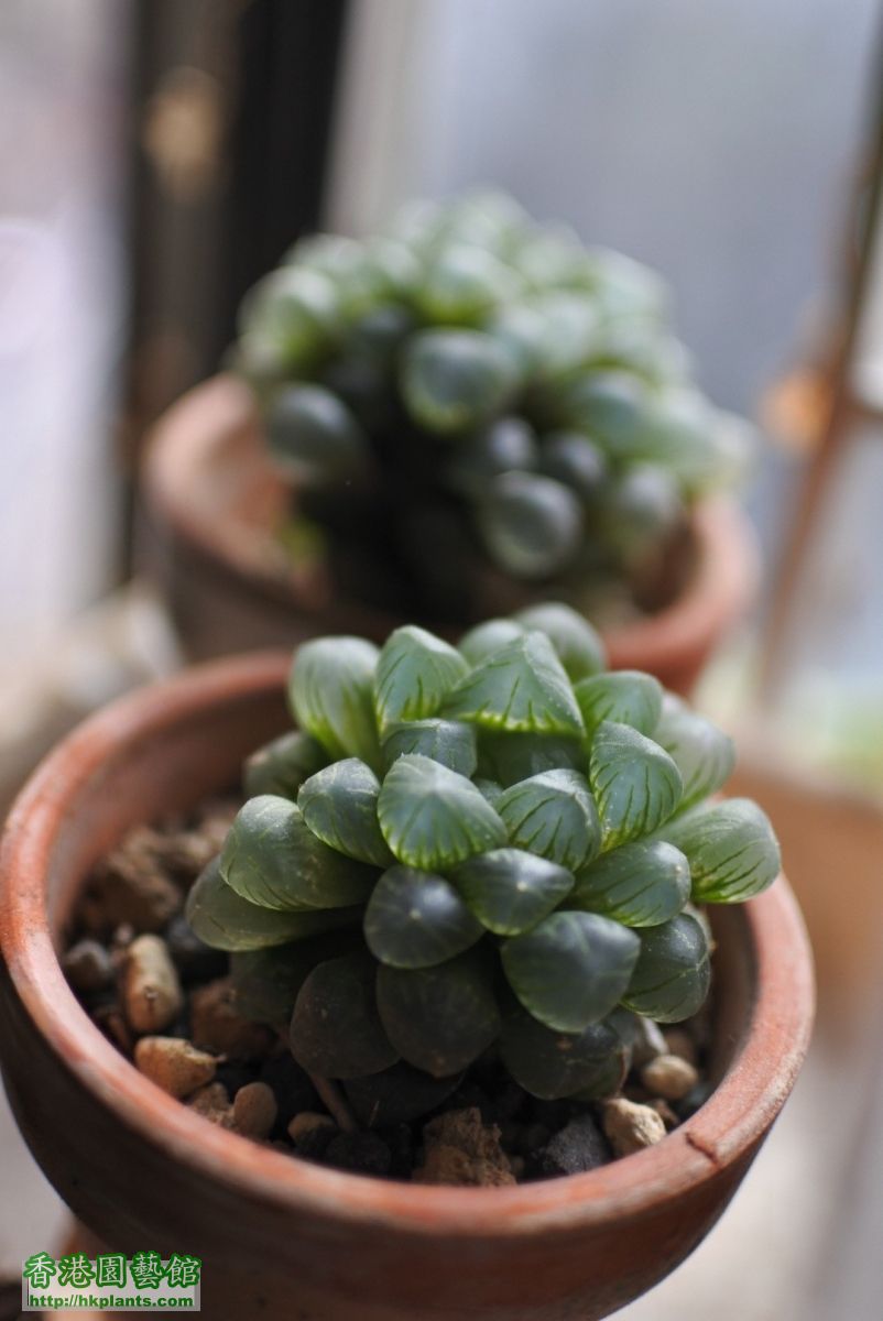 0haworthia_IMG_0879.JPG