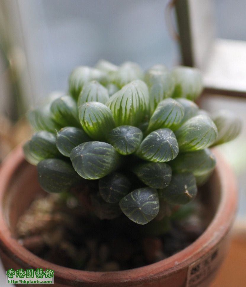 0haworthia_IMG_0882.jpg