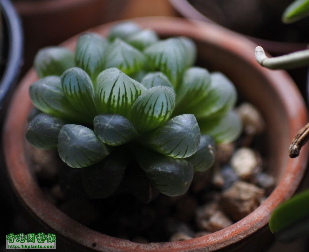 0haworthia_IMG_0883.jpg