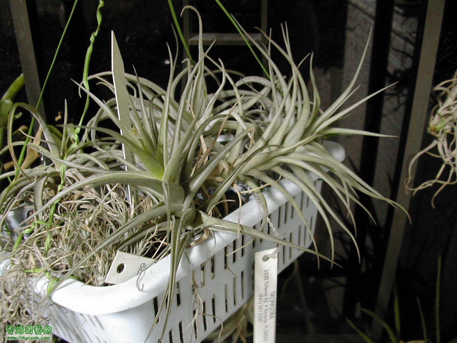 Tillandsia_mix4.jpg