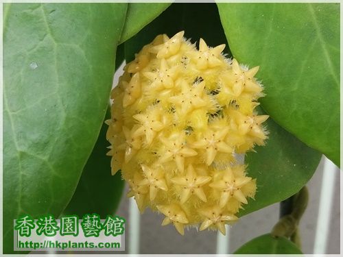 Hoya Mindorensis Yellow Corona-2017-006.jpg