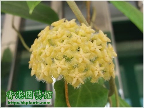 Hoya Mindorensis Yellow Corona-2017-007.jpg