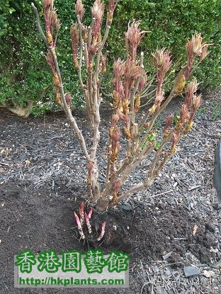 Peony Tree 1.jpg