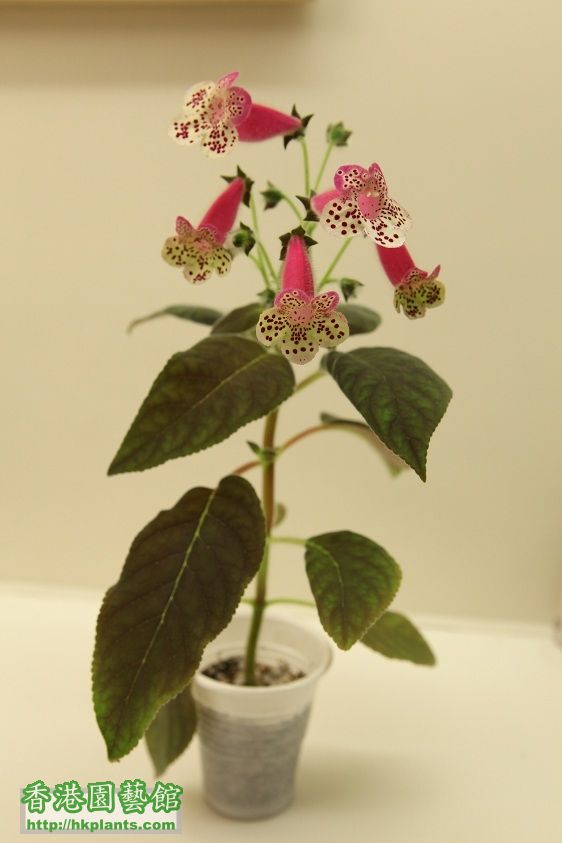 A. 花貓, Kohleria HCY's Sweet Sixteen - $35