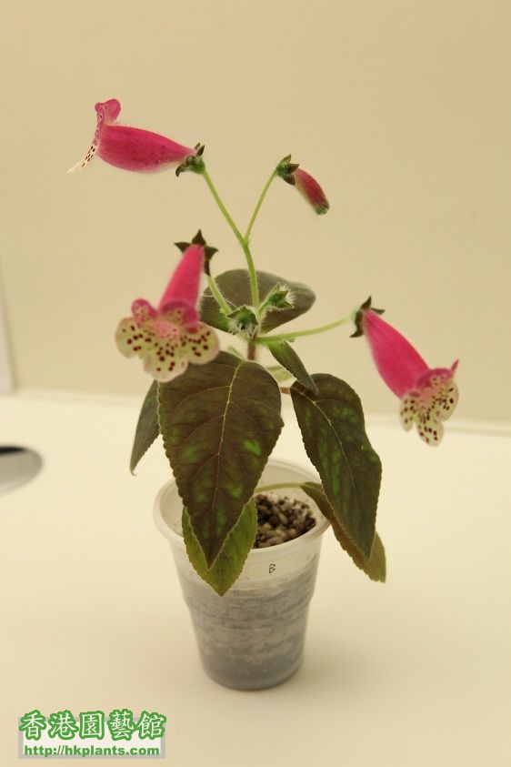 B. 花貓, Kohleria HCY's Sweet Sixteen - $35