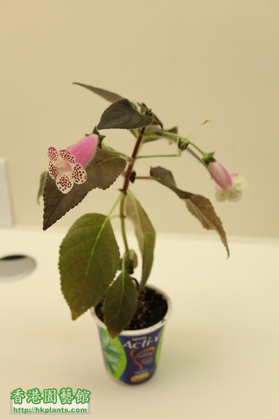 C. 花貓, Kohleria HCY's 莫內花園 - $35